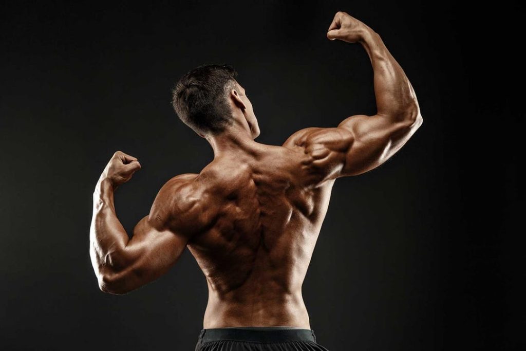 back-muscles-bodybuilding