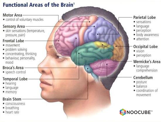 noocube-functional.areas.of.the.brain